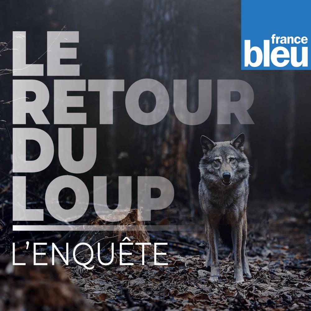 Le-retour-du-loup-lenquete-radio-culture-radio-france